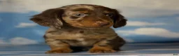 Miniature Dachshund dogs for sale: ACA Einstein LH PRA clear OFA Chic Parents - Ad 6
