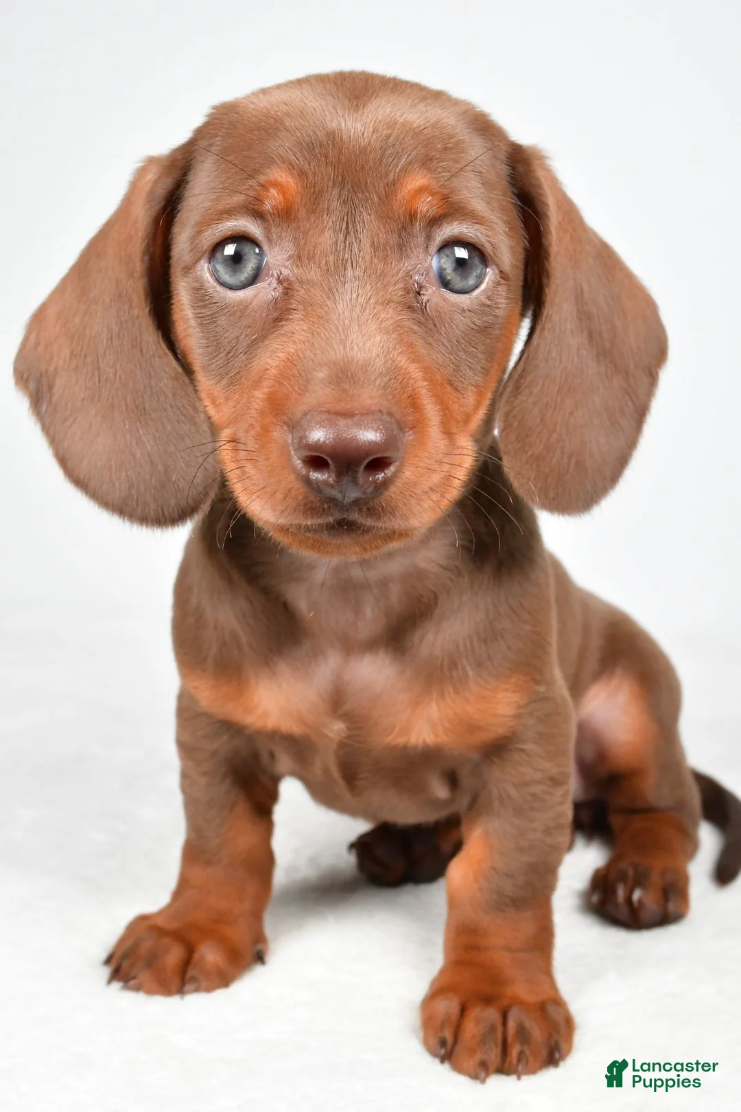 Miniature Dachshund dogs for sale: Gabriella - Ad 2