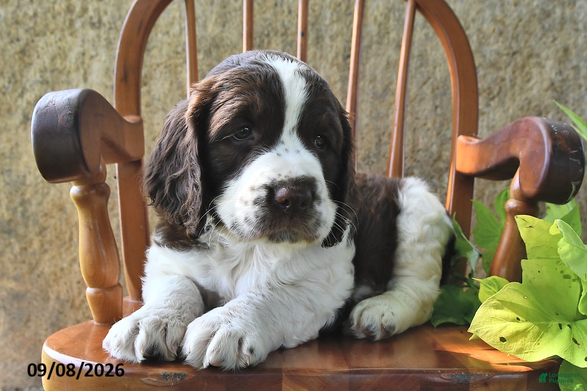 English Springer Spaniel dogs Waffle - Ad 1