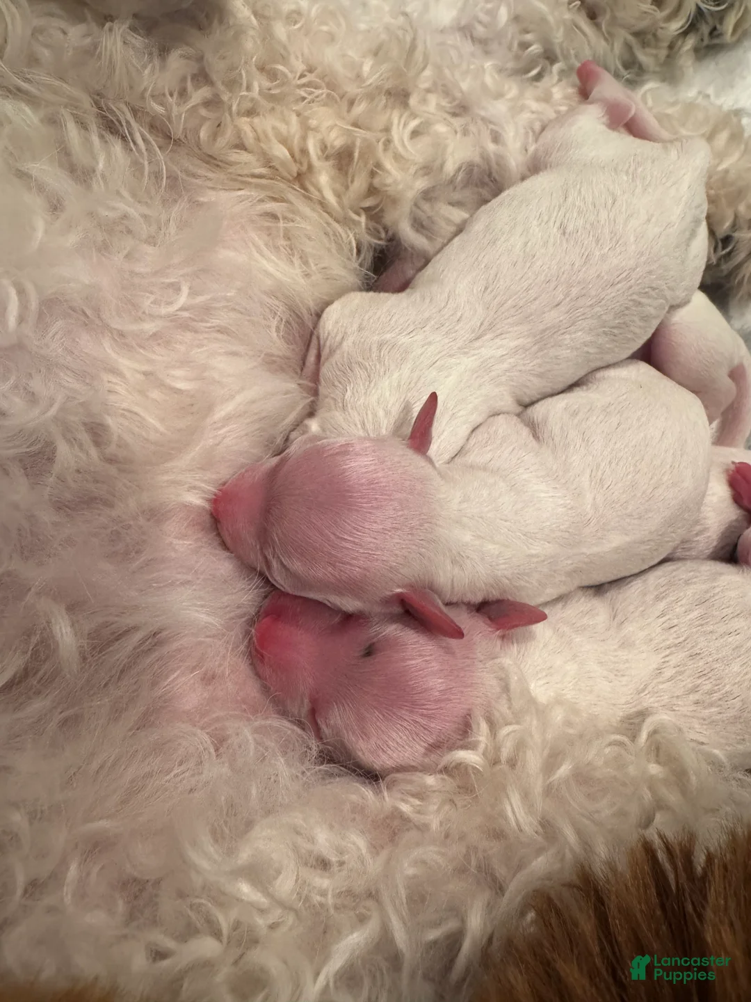Bichon Frise dogs for sale: Bichon Frise 1 - Ad 1