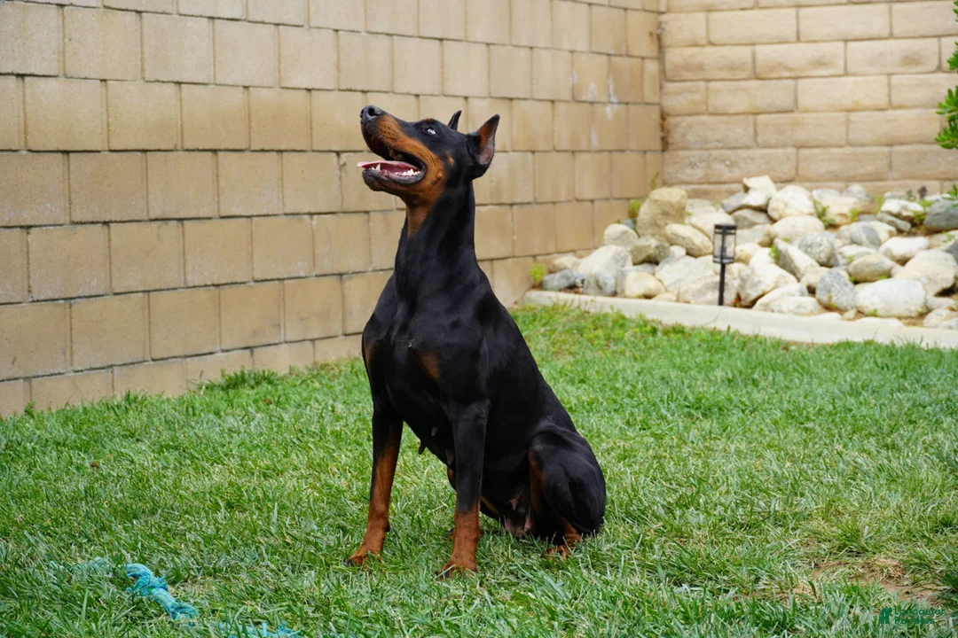 Doberman Pinscher dogs for sale: Yellow Collar  - Ad 5