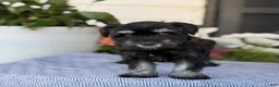 Miniature Schnauzer dogs for sale: Lorri - Ad 8