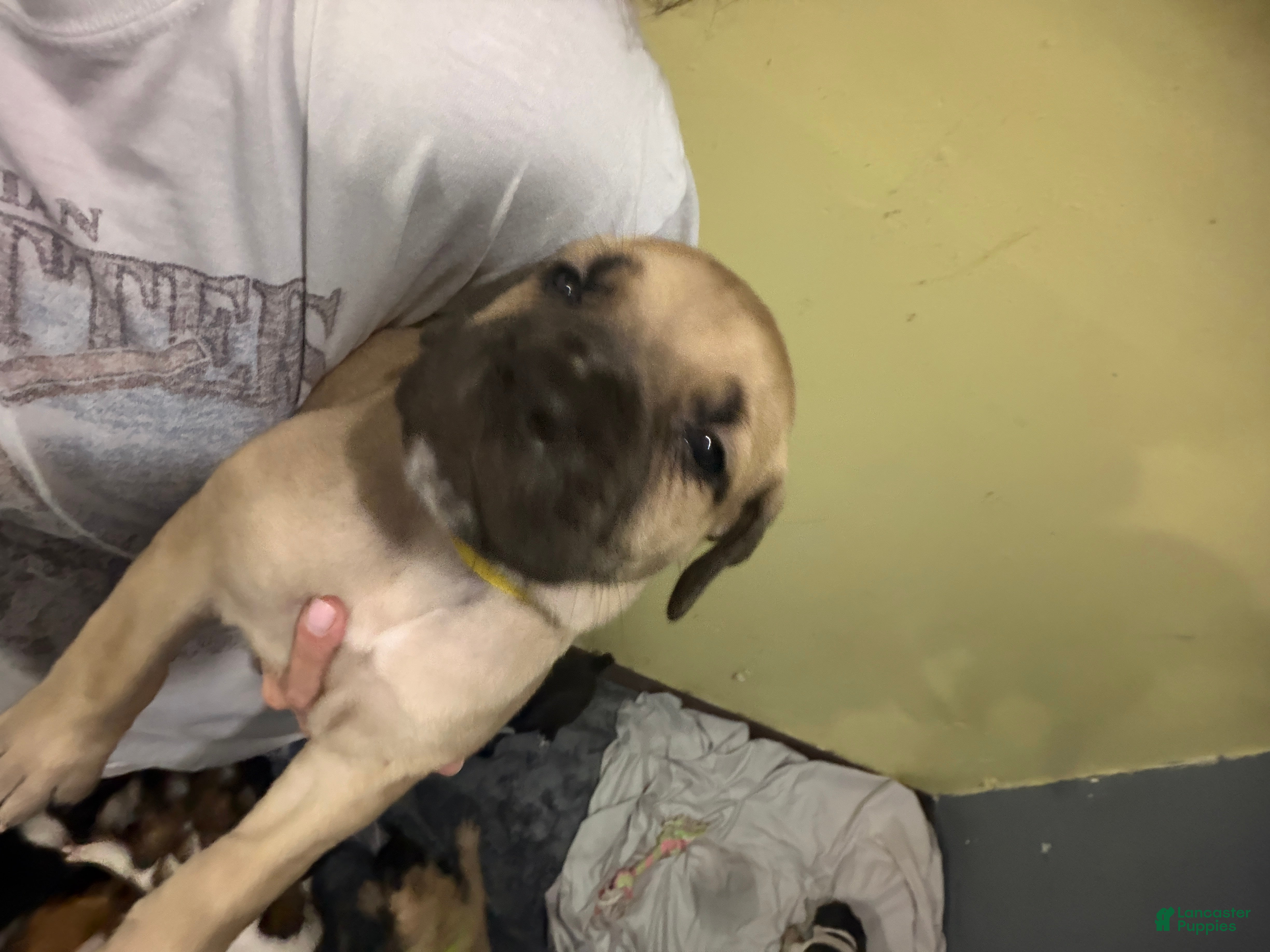 South African Boerboels dogs South African Boerboels 4 - Ad 2