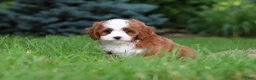 Cavapoo dogs for sale: Maverick - Ad 7