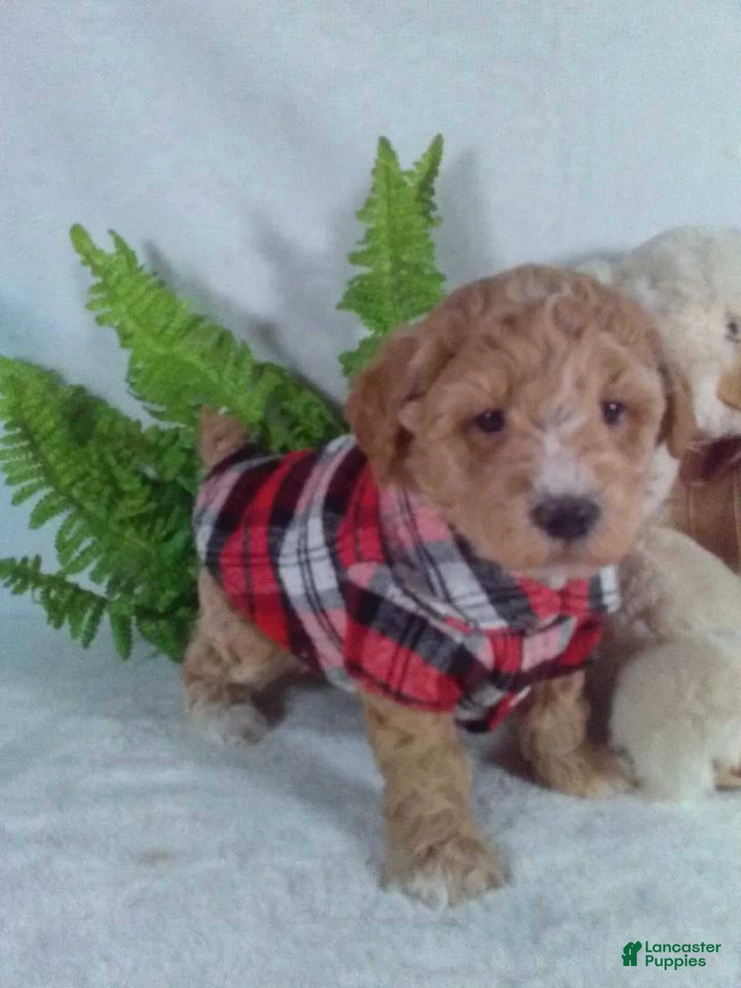 Bichpoo dogs for sale: Alex - Ad 5