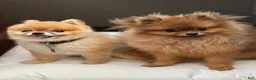 Pomeranian dogs for stud: Simba - Ad 3