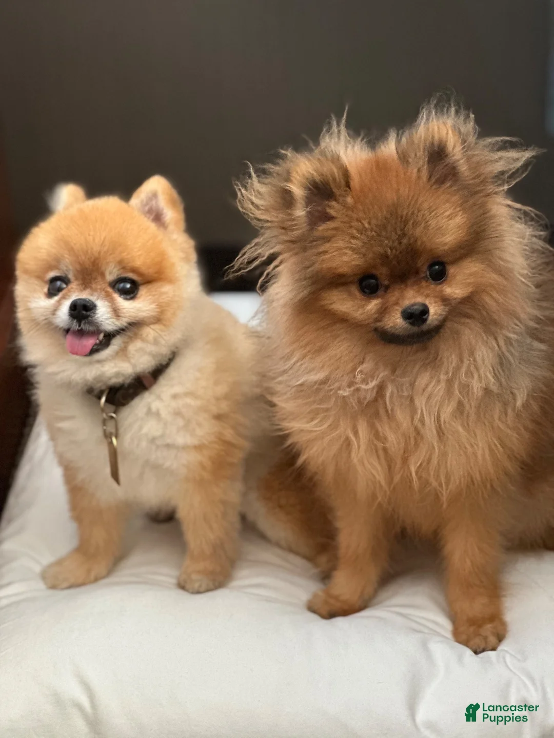 Pomeranian dogs for stud: Simba - Ad 3