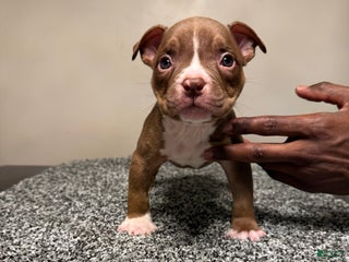 American Bully dogs - Ad 39