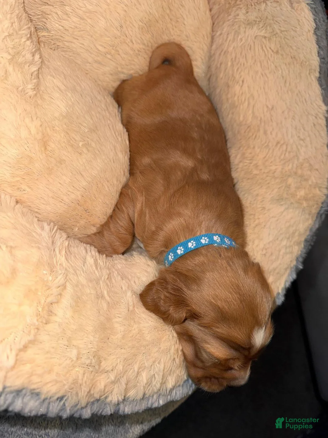 English Cocker Spaniel dogs for sale: English Cocker Spaniel Puppy 1 - Ad 1