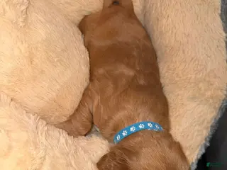 English Cocker Spaniel dogs English Cocker Spaniel Puppy 1 - Ad 6