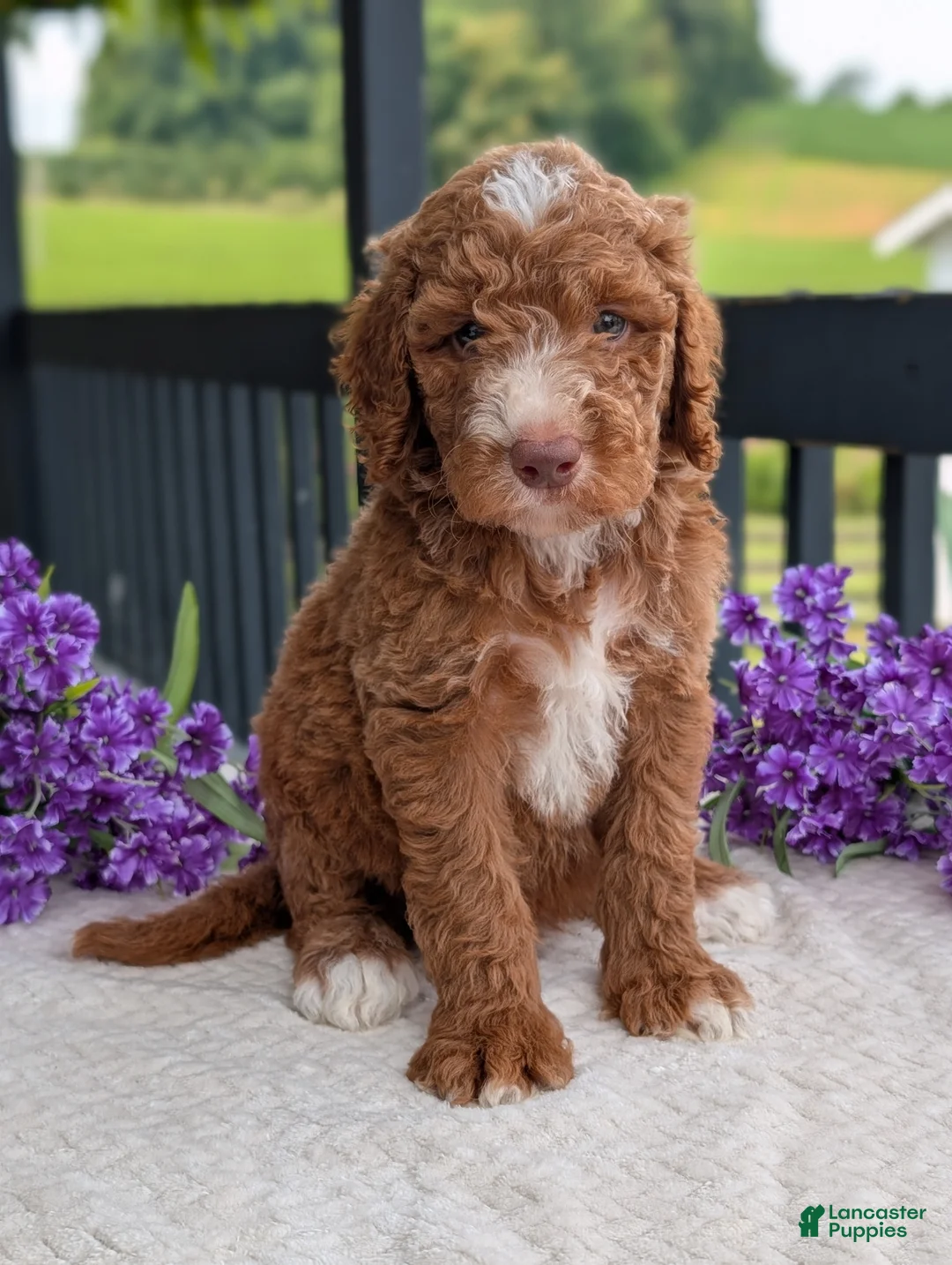 Goldendoodle dogs for sale: Charlie - Ad 18