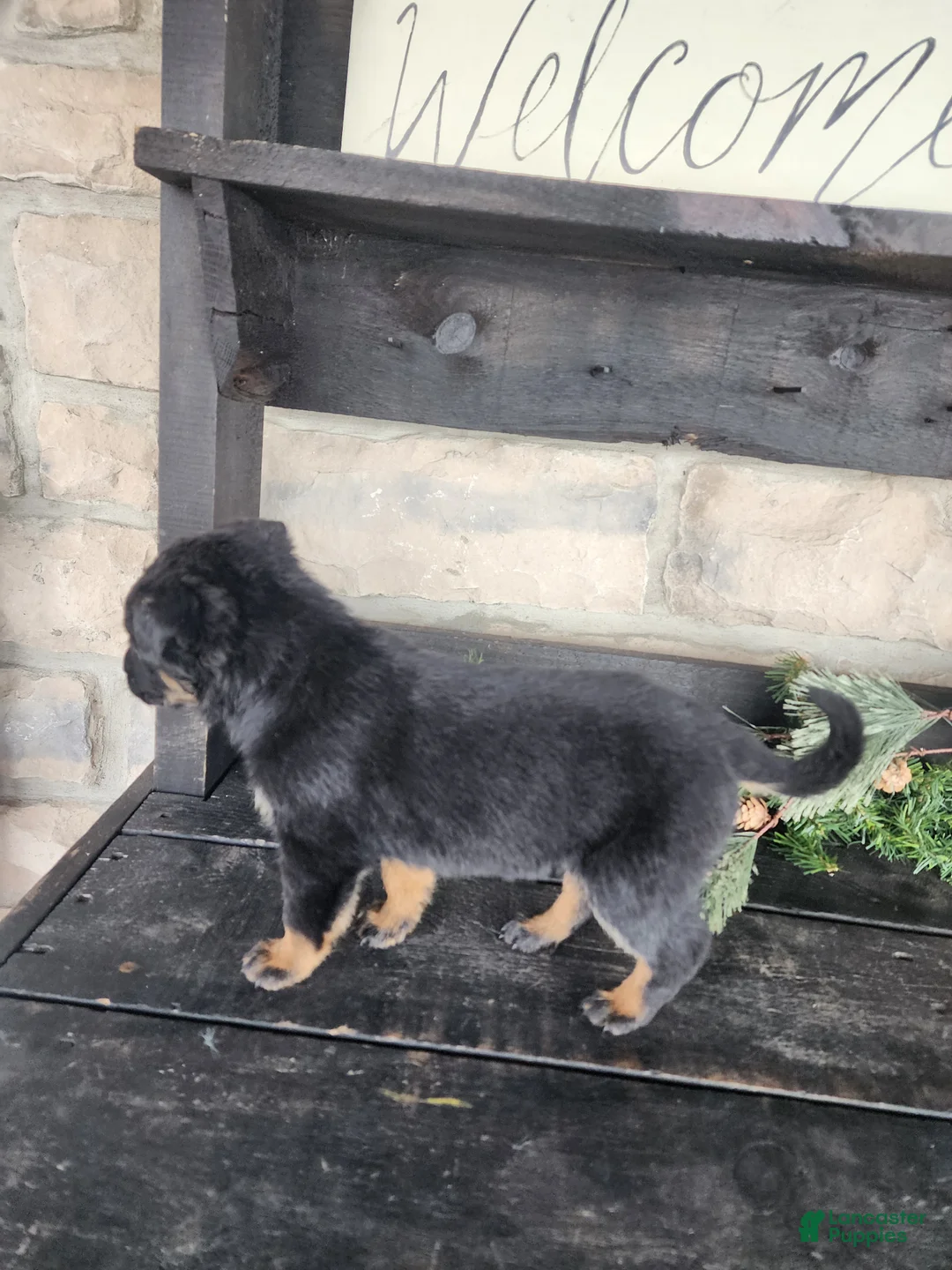 Mixed Breed dogs for sale: Rosy - Ad 7