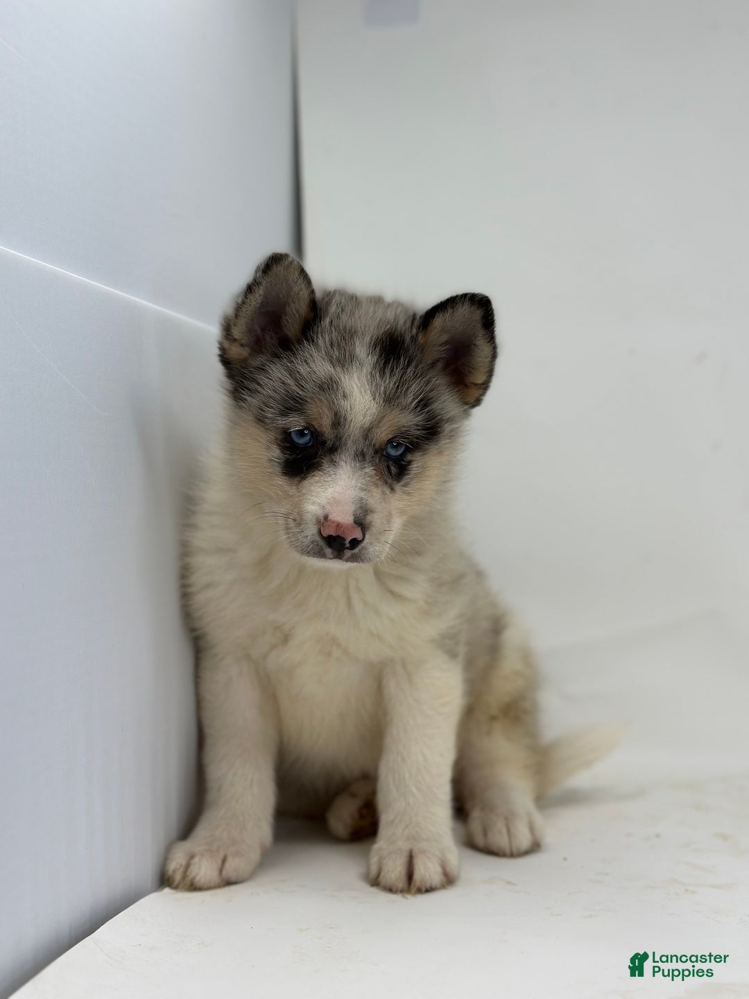 Pomsky dogs for sale: Travis - Ad 3