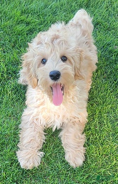 Mini Goldendoodle dogs Benny Male  - Ad 2