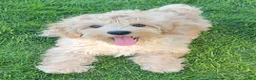 Mini Goldendoodle dogs for sale: Benny Male  - Ad 2
