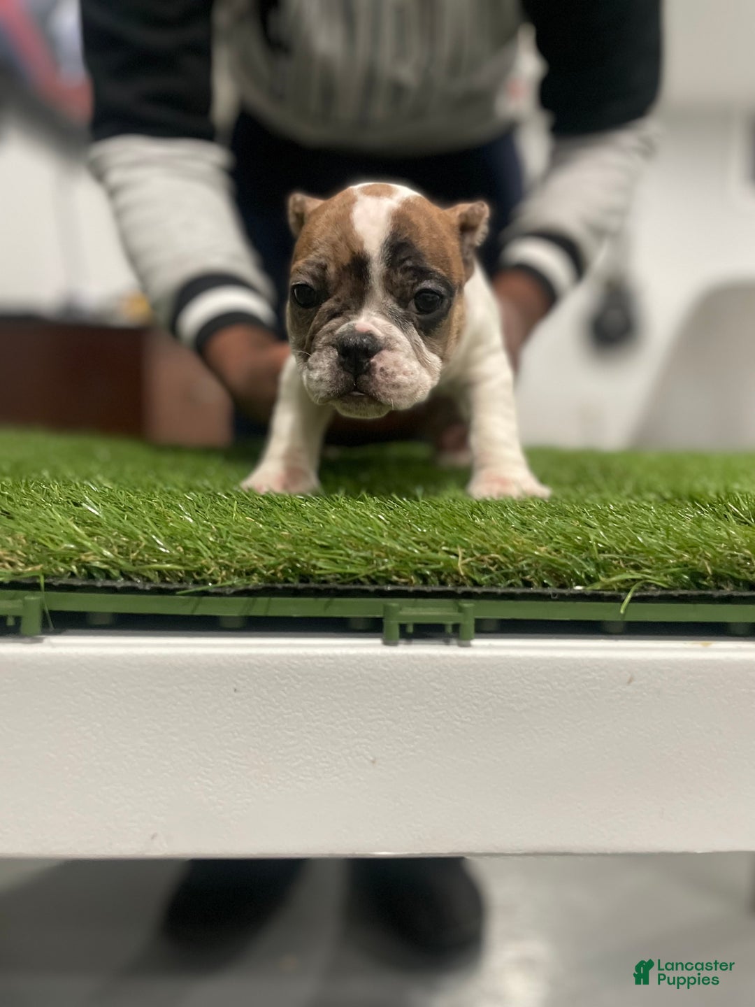 American Bully dogs for sale: Queen  - Ad 3