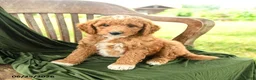 Goldendoodle dogs for sale: Brielle - Ad 4