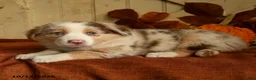 Australian Shepherd dogs for sale: Ginger - Ad 3