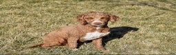 Mini Goldendoodle dogs for sale: Dawn - Ad 7
