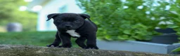 Staffordshire Bull Terrier dogs for sale: Maverick🩵 - Ad 8