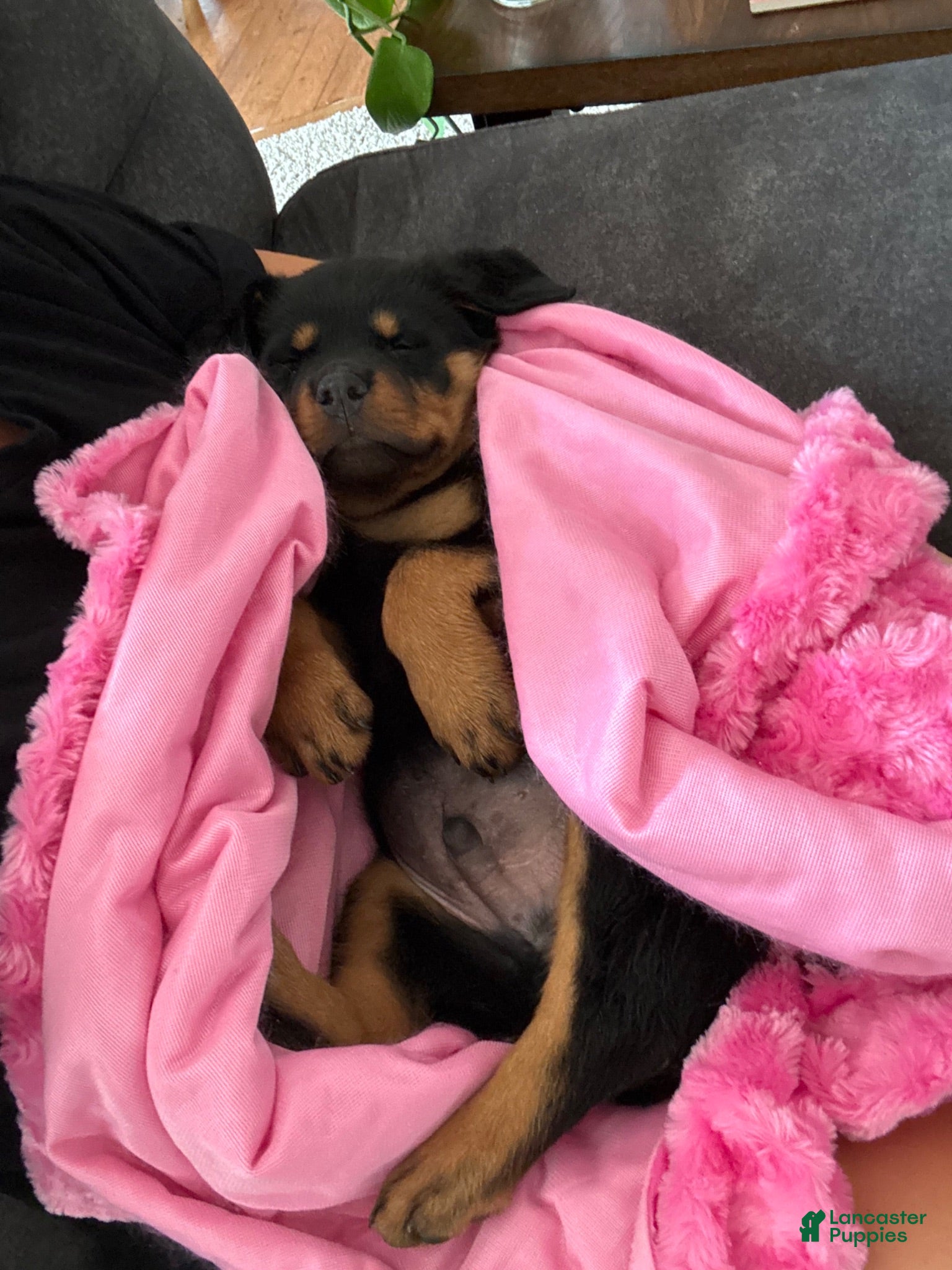 Rottweiler dogs Rocky - Ad 30
