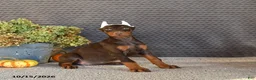 Doberman Pinscher dogs for sale: Nova - Ad 4