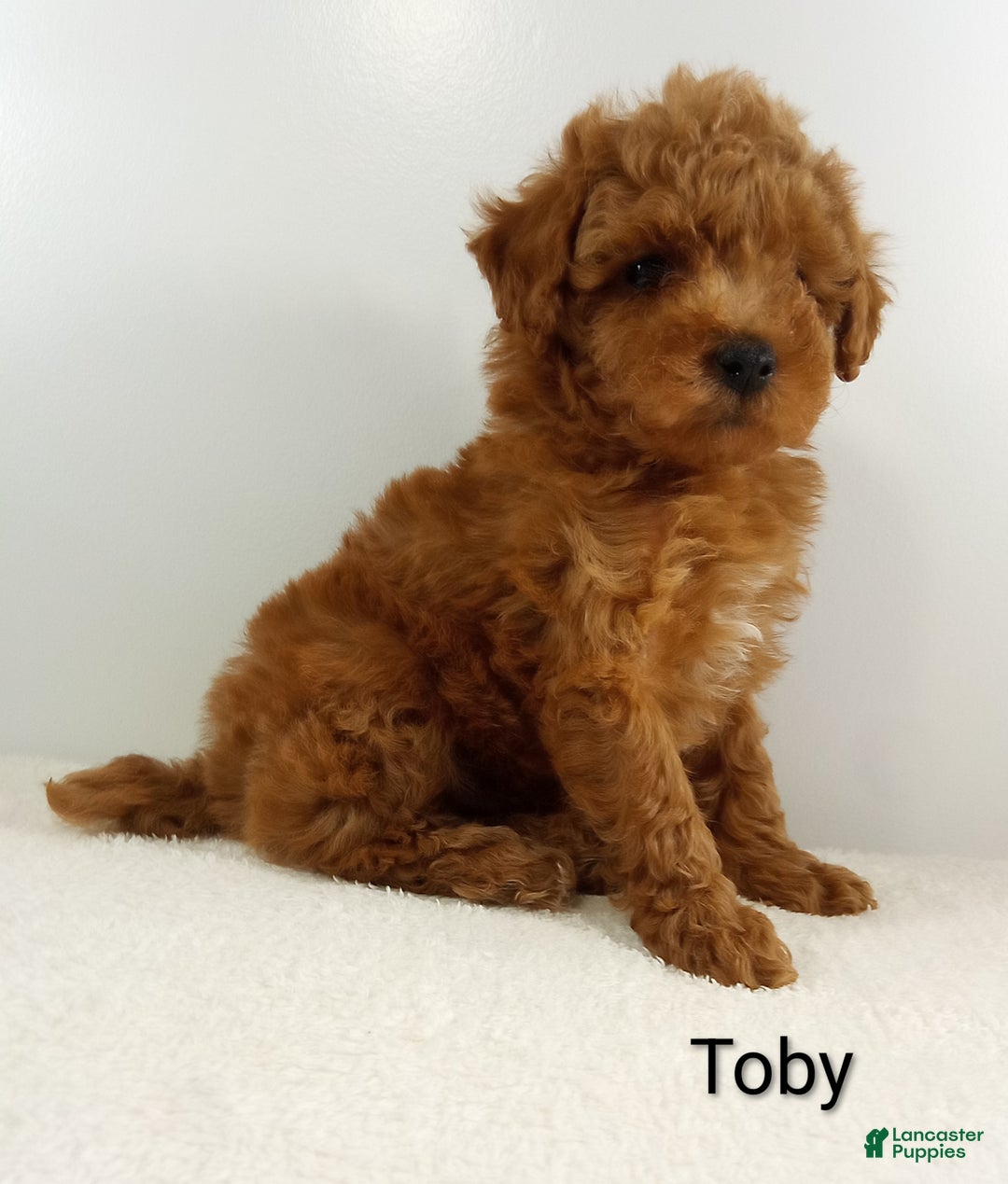 Toy Poodle dogs for sale: Toby -AKC  - Ad 2