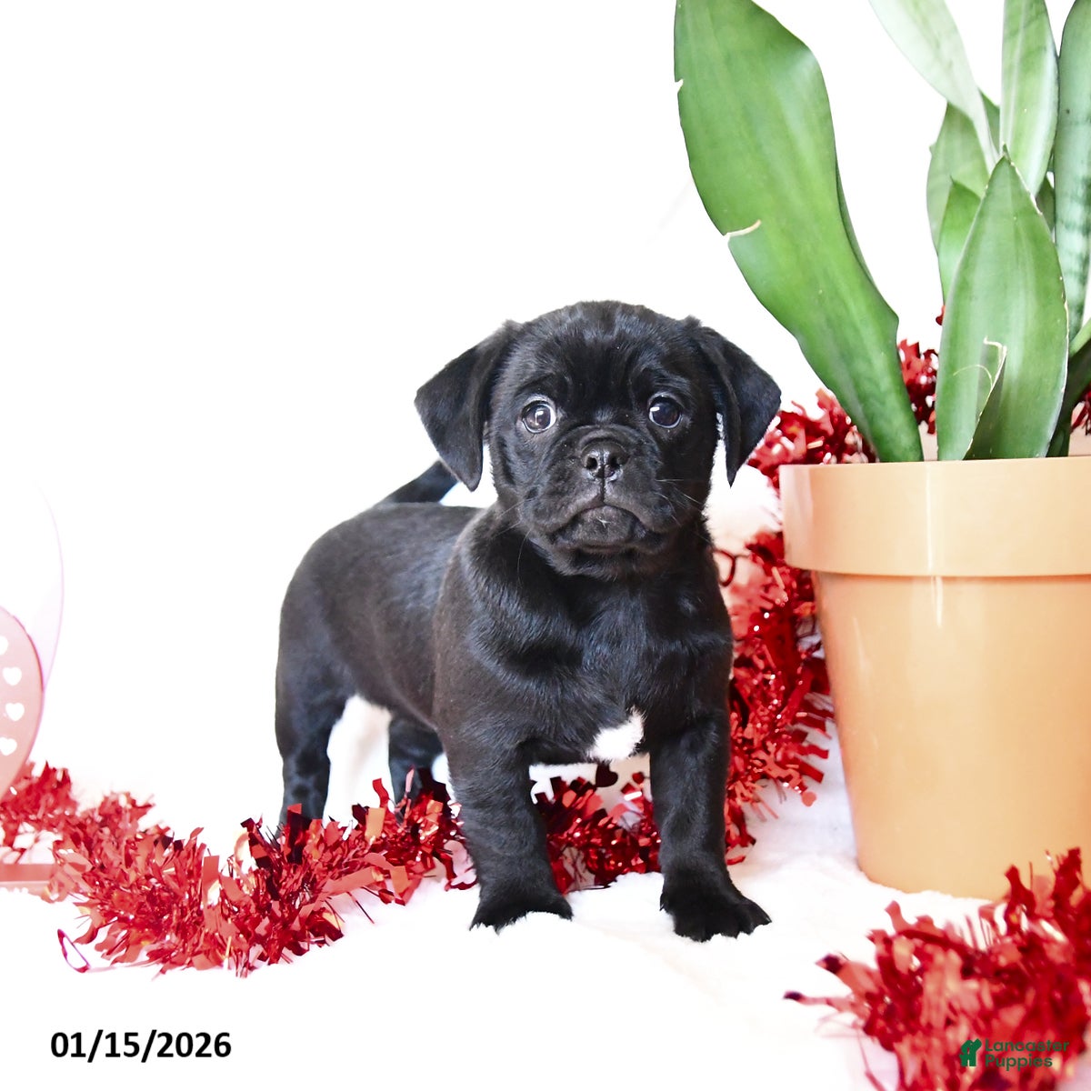 Mixed Breed dogs Frisky  - Ad 2