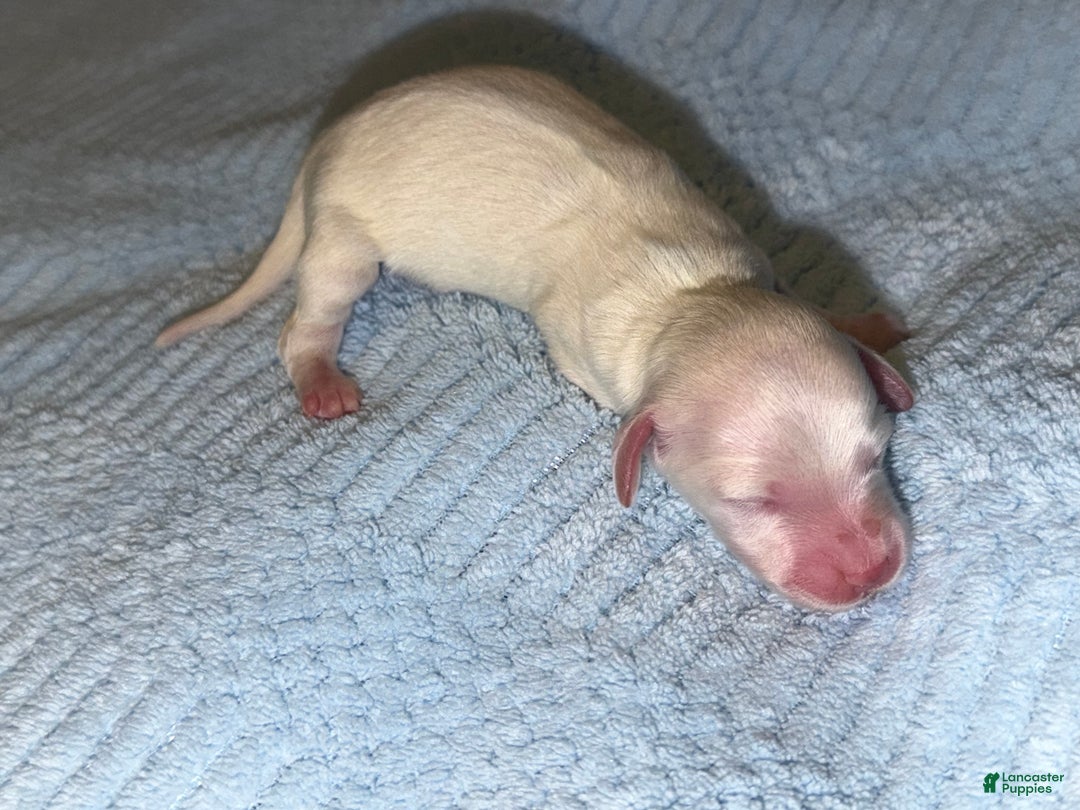 Miniature Dachshund dogs for sale: ee cream boy - Ad 3