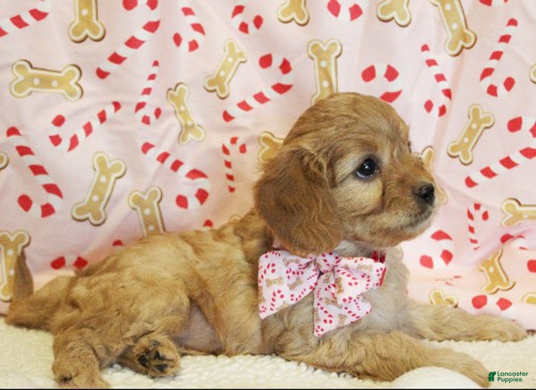 Cavapoo dogs for sale: Gingerbread - Ad 3
