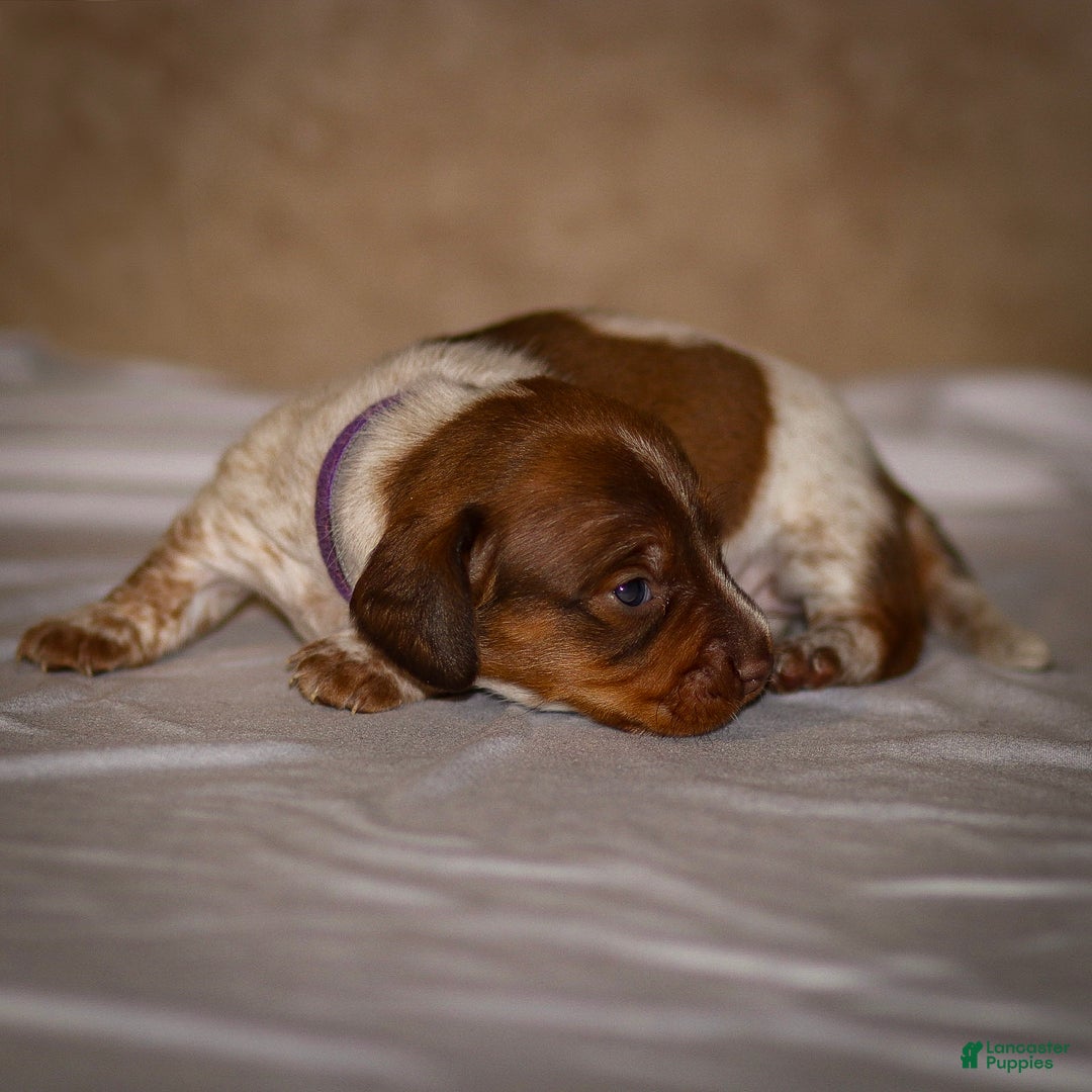 Dachshund dogs for sale: Heidi - Ad 9