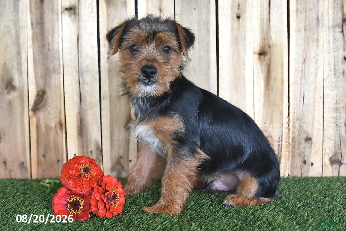 Yorkshire Terrier dogs Beau - Ad 2