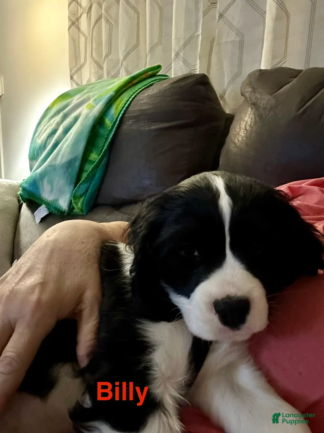 Mixed Breed dogs for sale: Billy-Bob - Ad 2