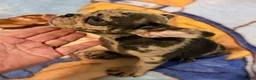 French Bulldog dogs for sale: Sofie - Ad 5