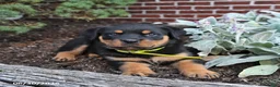 Rottweiler dogs for sale: Brownie - Ad 5