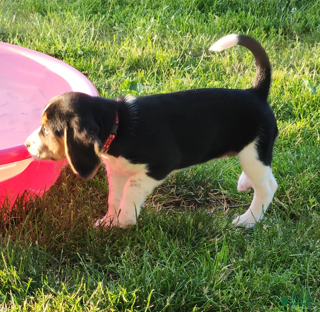 Beagle dogs for sale: Pinky - Ad 2