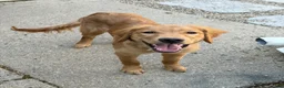 Golden Retriever dogs for sale: Prince - Ad 20