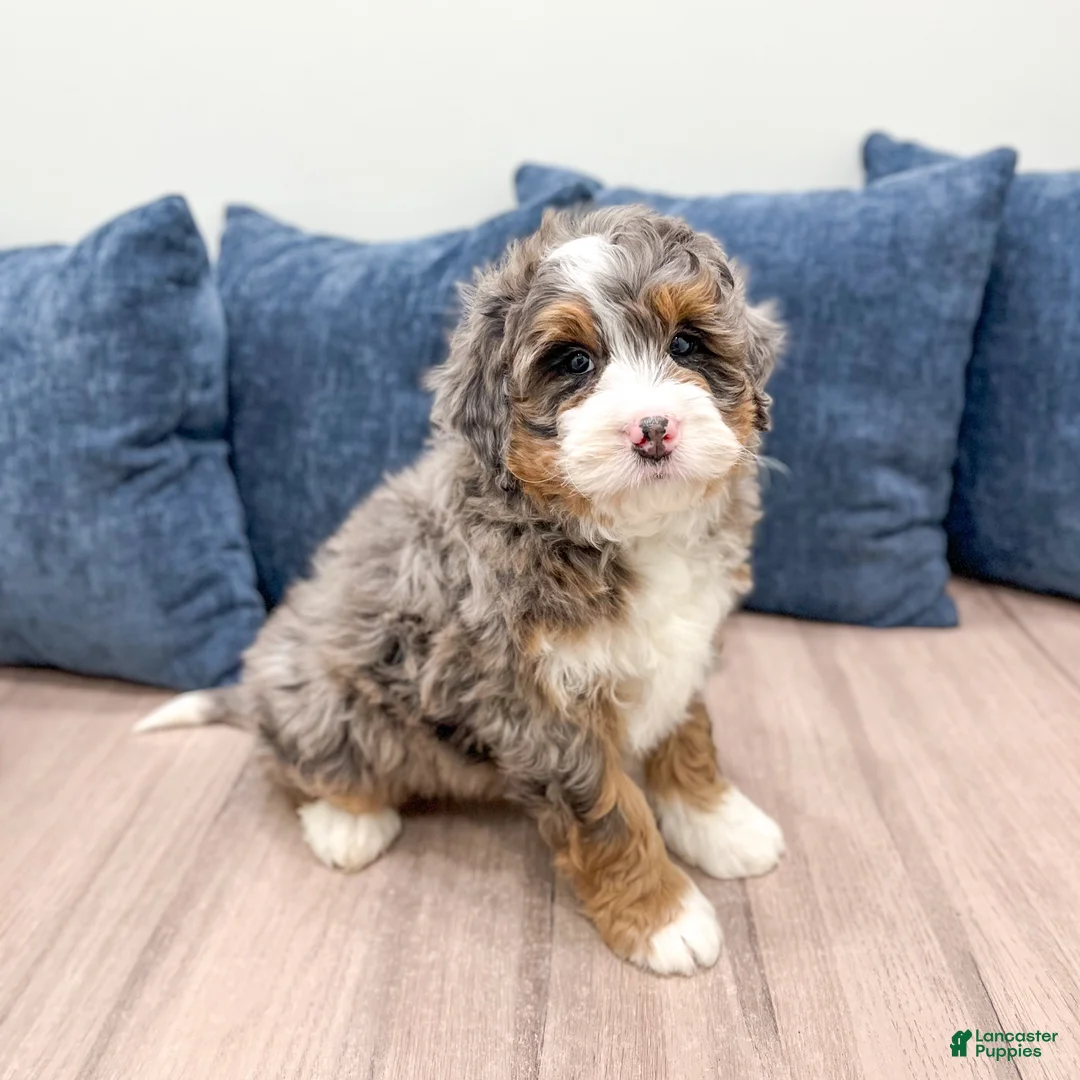 Mini Bernedoodle dogs for sale: Jackson - Ad 2