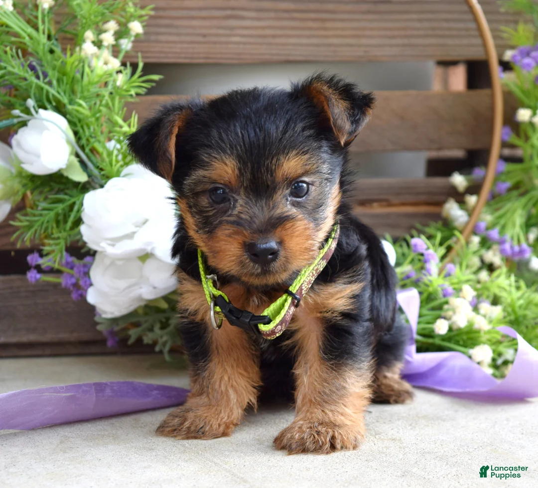 Yorkshire Terrier dogs for sale: Abby - Ad 9