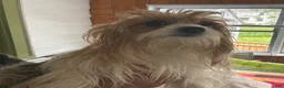 Yorkshire Terrier dogs for sale: Fluff - Ad 3