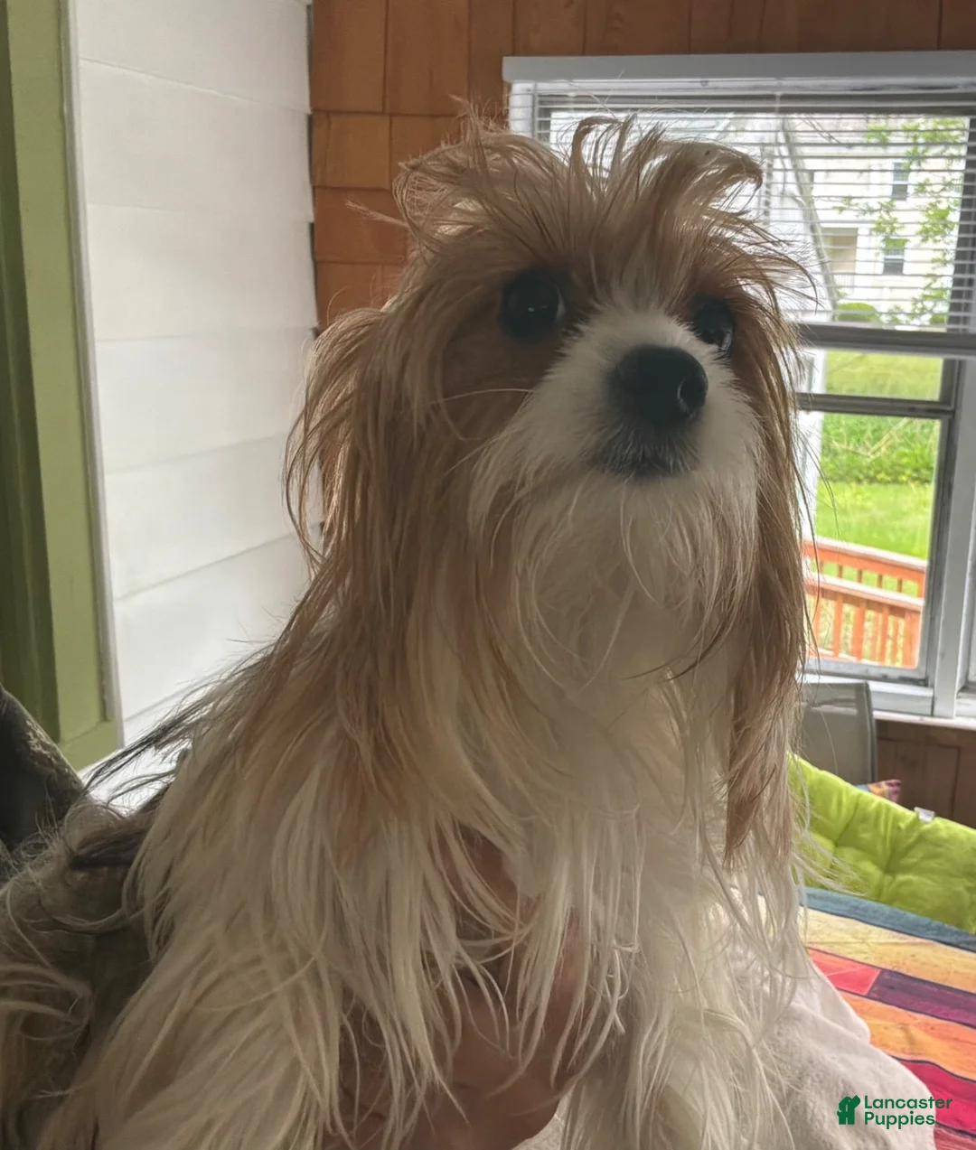 Yorkshire Terrier dogs for sale: Fluff - Ad 3