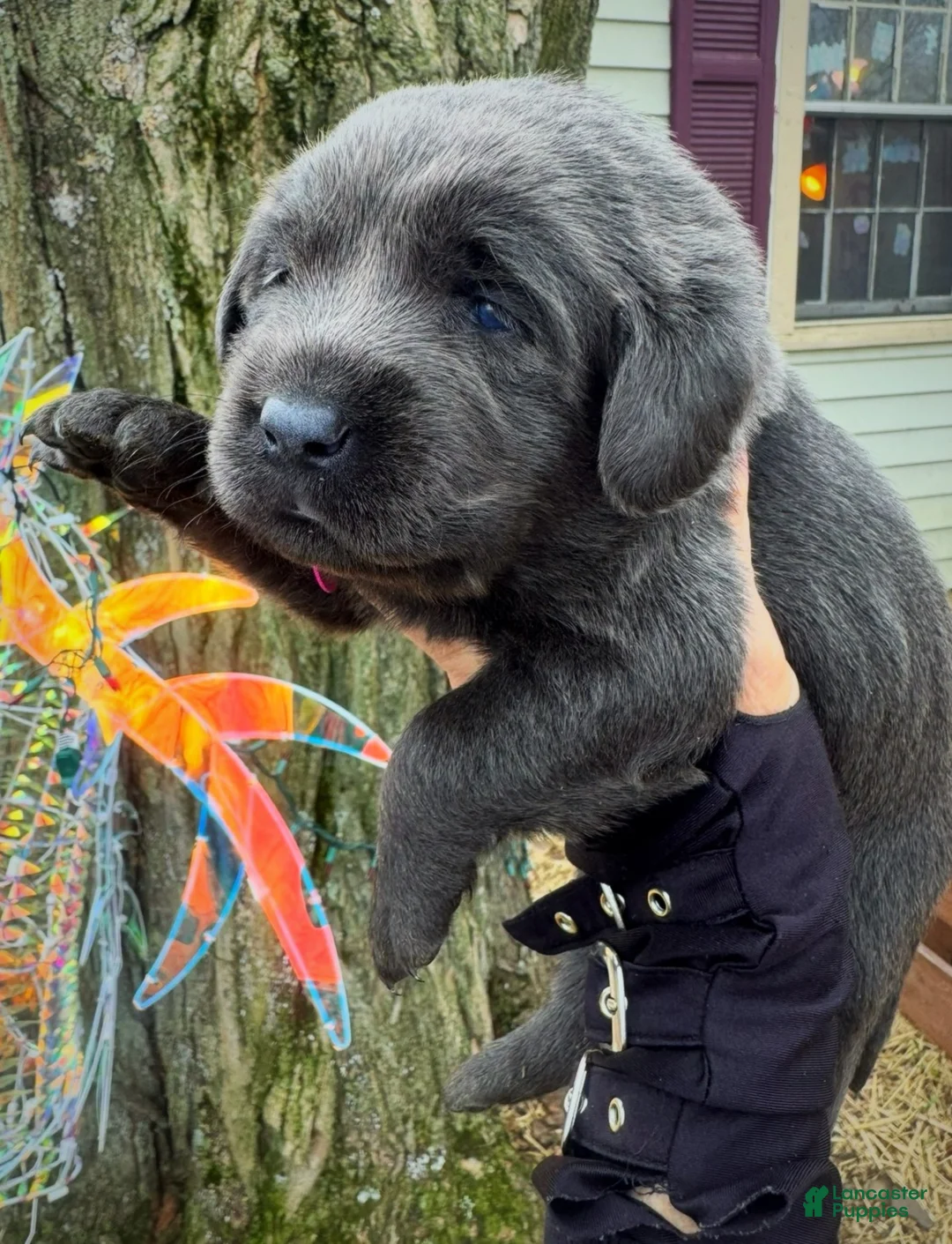 Labrador Retriever dogs for sale: Labrador Retriever Puppy 1 - Ad 2