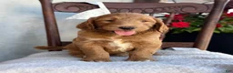 Goldendoodle dogs for sale: Chip - Ad 11