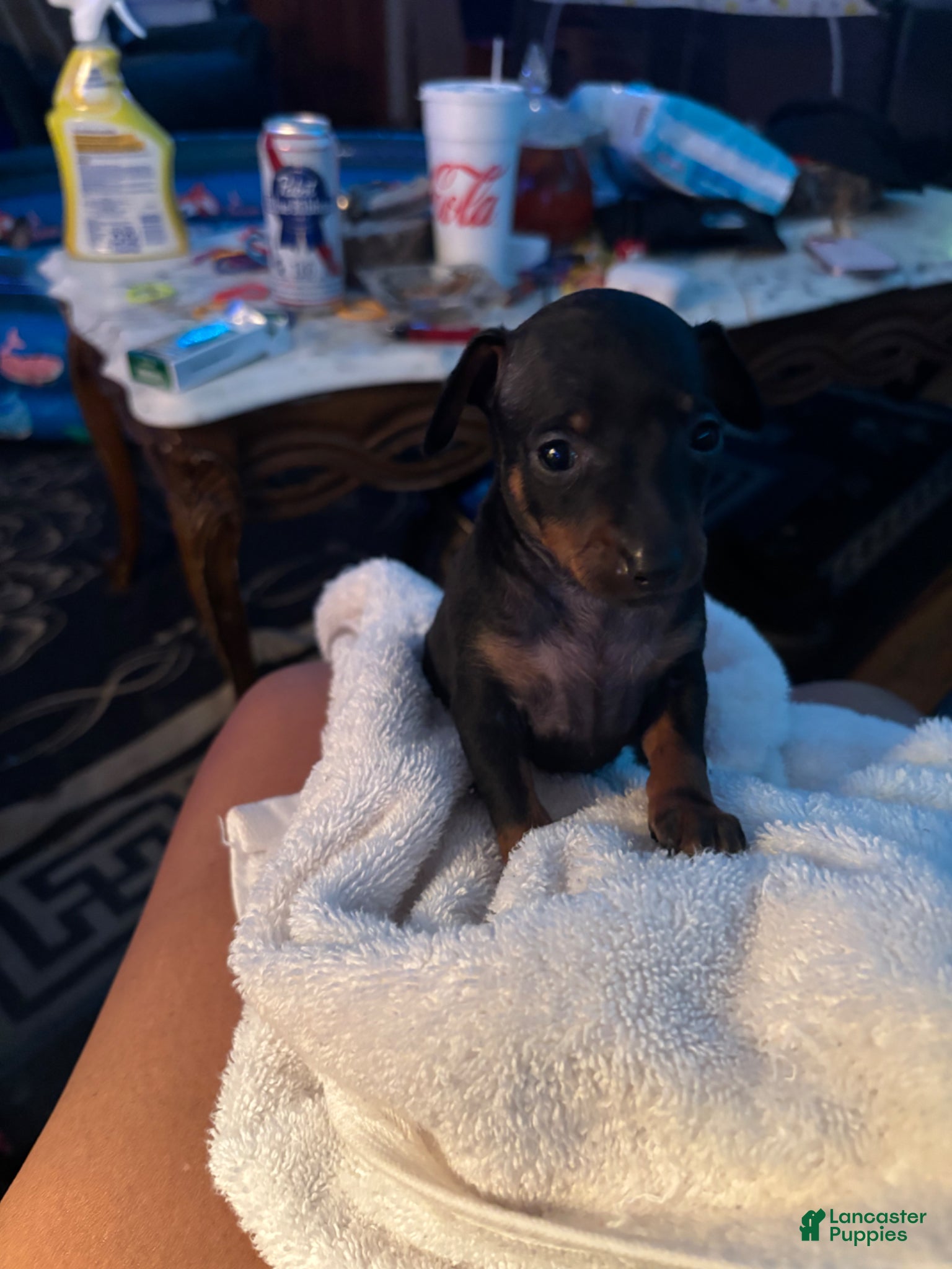 Miniature Pinscher dogs Miniature Pinscher Puppy 5 - Ad 42