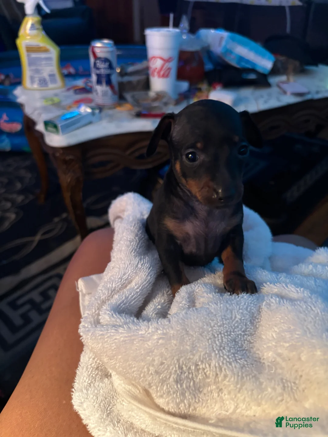 Miniature Pinscher dogs for sale: Miniature Pinscher Puppy 5 - Ad 1