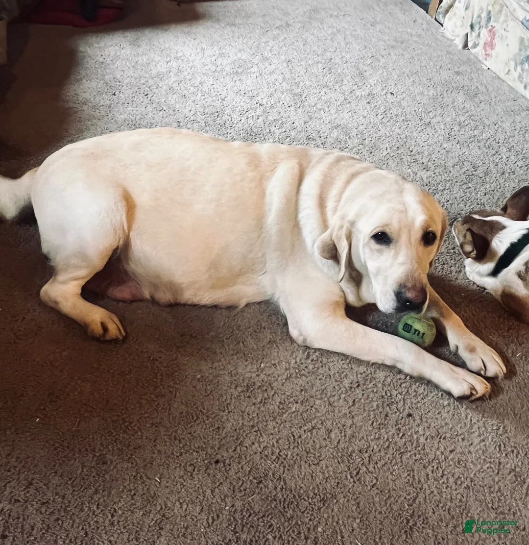 Labrador Retriever dogs for sale: Jon - Ad 4
