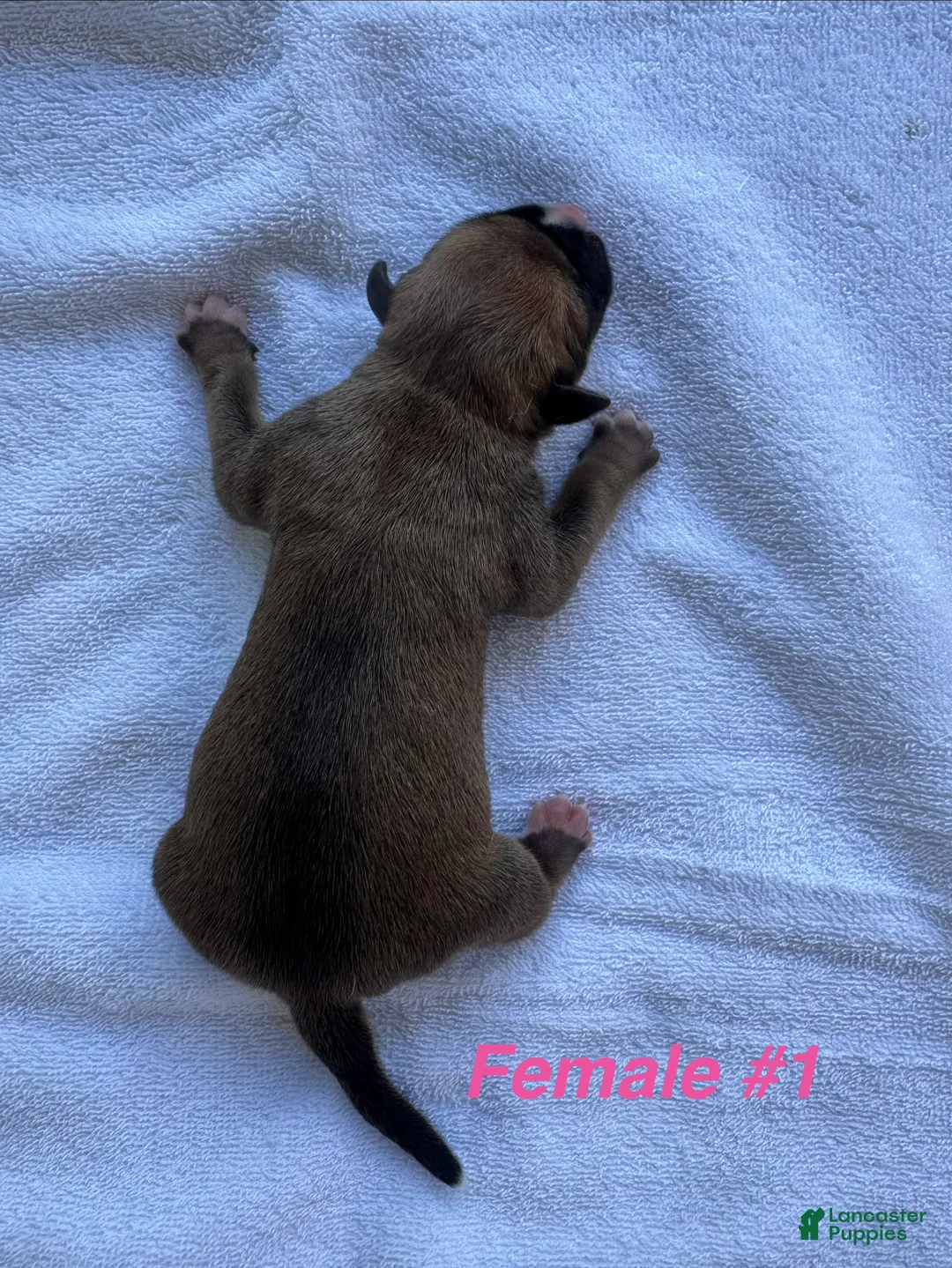 American Bulldog dogs for sale: American Bulldog Female #1 - Ad 1
