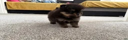 Pomeranian dogs for sale: Kenny - Ad 19
