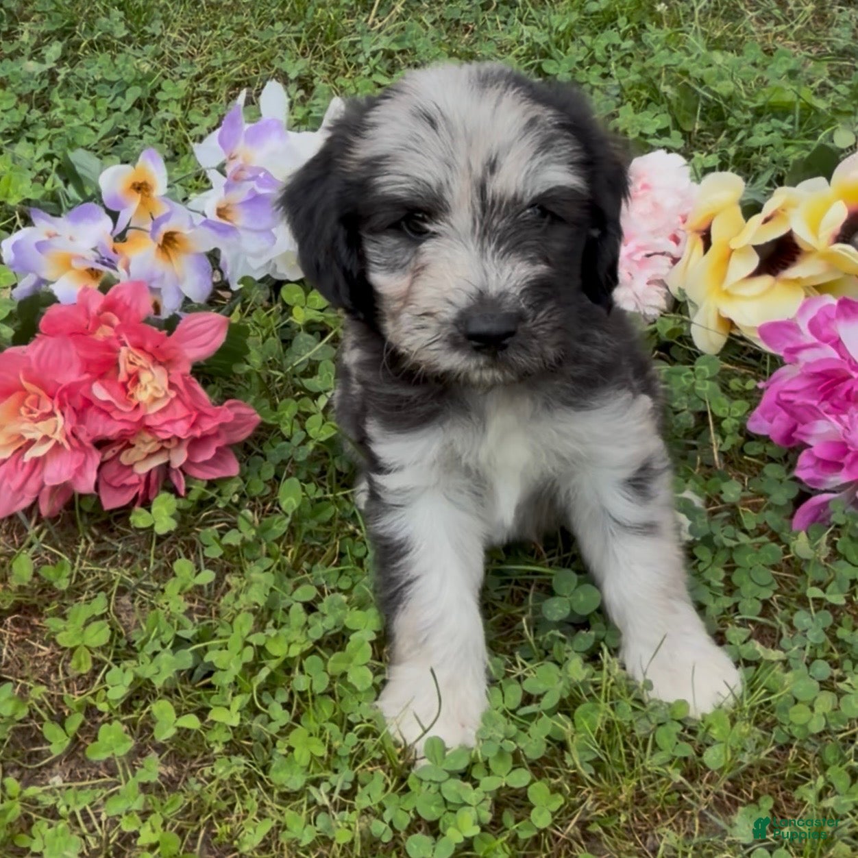 Mini Goldendoodle dogs Basil - Ad 2