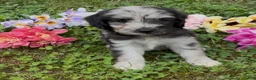 Mini Goldendoodle dogs for sale: Basil - Ad 2